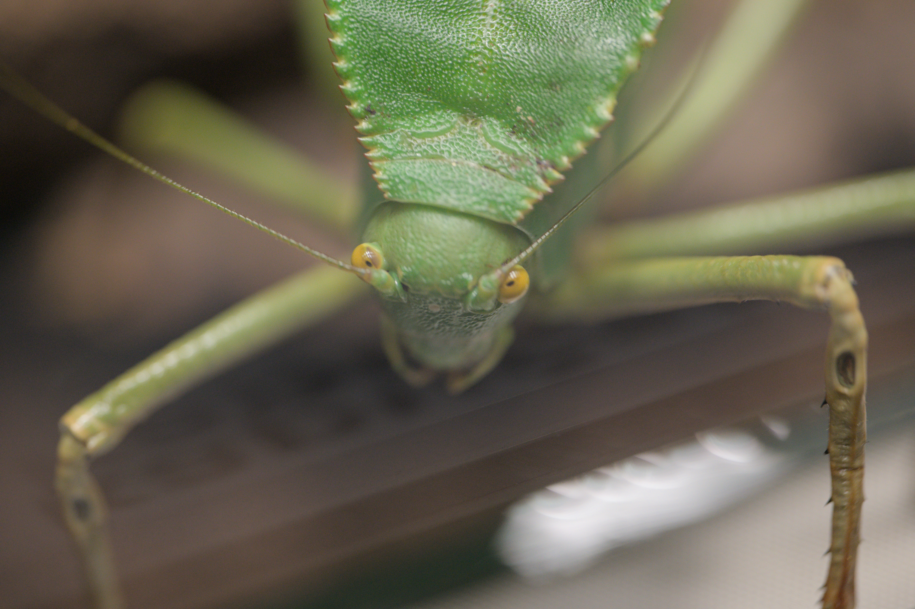 2025/10/12 - zoo/DSC_0218.jpg